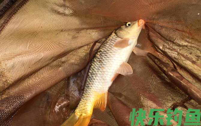 春季钓鲤鱼选什么位置？(图1)