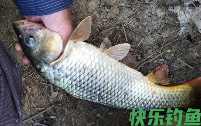 春季钓鲤鱼选什么位置？(图2)
