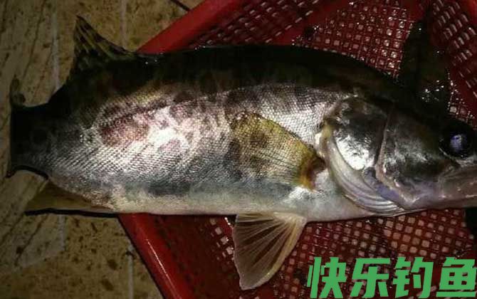 鳜鱼可以路亚吗？(图2)