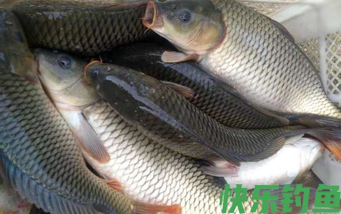 春天怎样钓鲤鱼上钩快？(图3)
