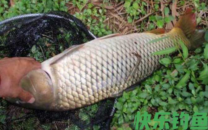 春天怎样钓鲤鱼上钩快？(图6)