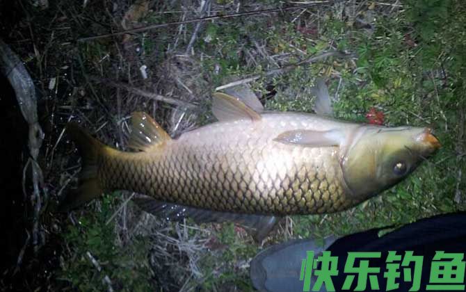 晚上钓鱼真的好钓吗？(图3)