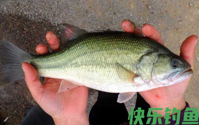 淡水鲈鱼的钓法及饵料(图3)