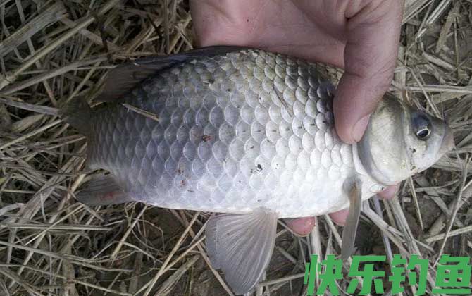 冬天可以野钓鲫鱼吗？(图3)