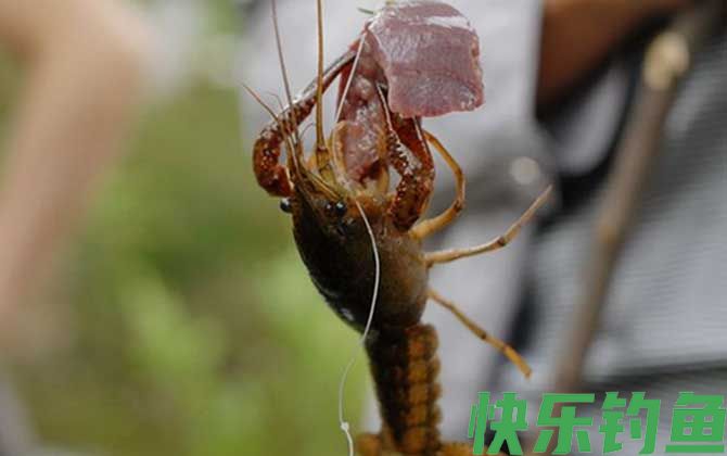 什么时候钓小龙虾最合适？(图3)
