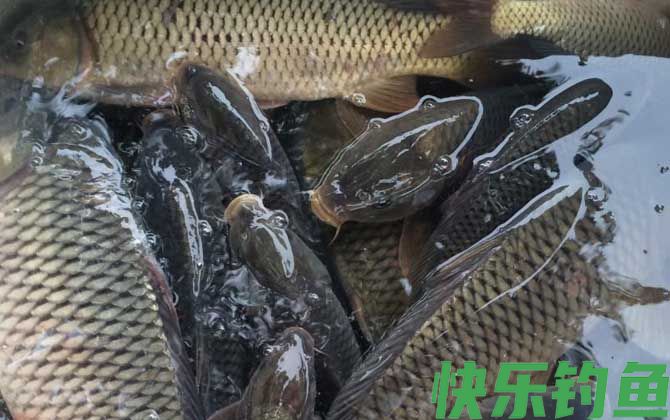夏季野钓鲤鱼技巧及注意事项(图1)