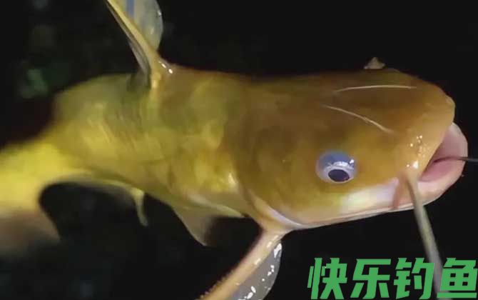 钓黄颡鱼打窝最佳方法(图2)