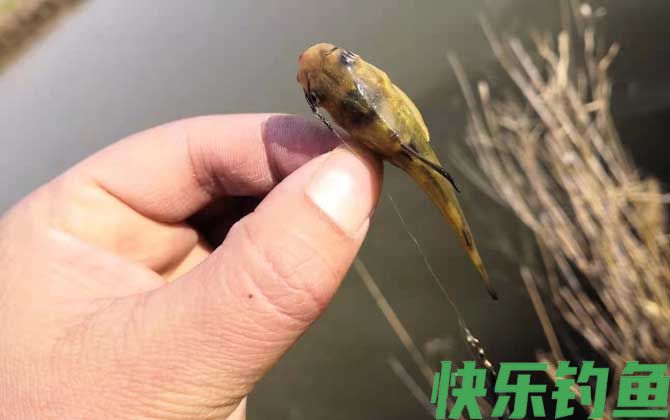 钓黄颡鱼打窝最佳方法(图3)