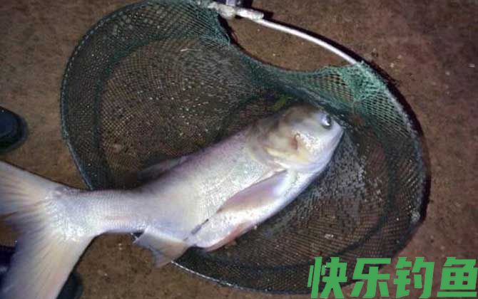 晚上钓鲢鳙钓深还是浅？(图2)