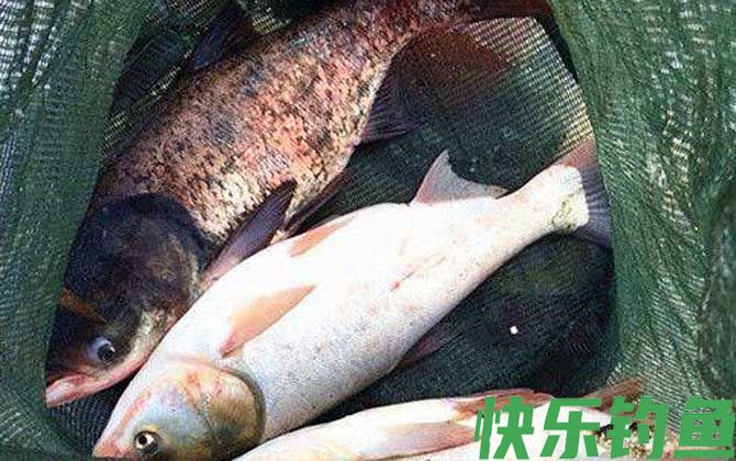 晚上钓鲢鳙钓深还是浅？(图1)