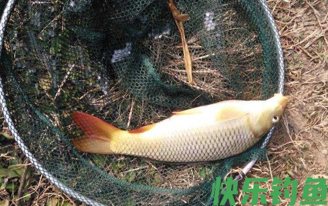 台钓调漂最简单的方法(图2)