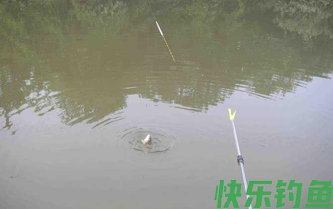 台钓调漂最简单的方法(图3)