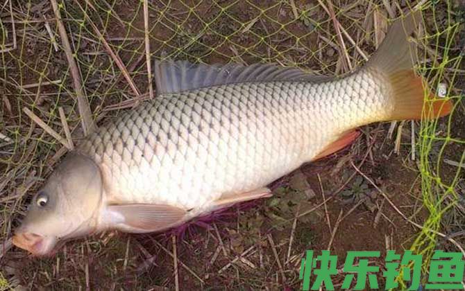 玉米钓鲤鱼怎么挂钩？(图2)