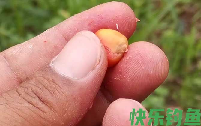 水库玉米钓鱼技巧和方法(图5)