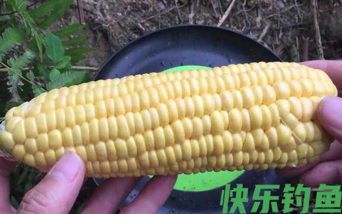 水库玉米钓鱼技巧和方法(图3)