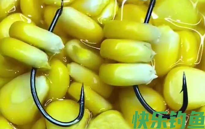 水库玉米钓鱼技巧和方法(图6)