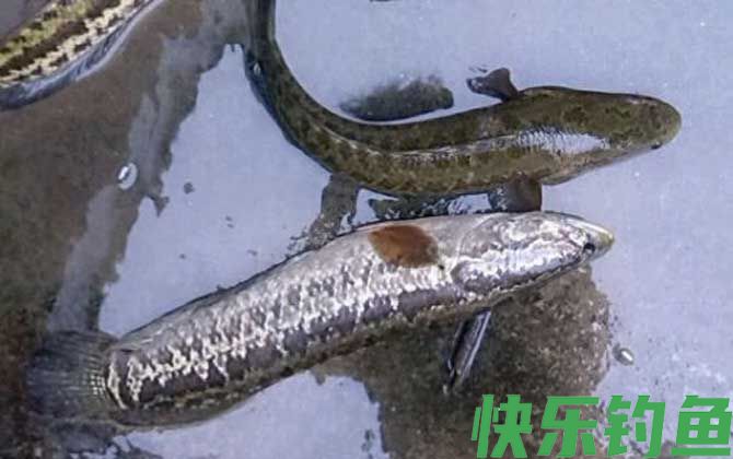 手竿怎么钓黑鱼最有效？(图2)
