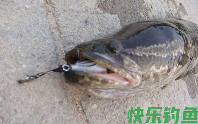 手竿怎么钓黑鱼最有效？(图3)