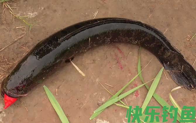 手竿怎么钓黑鱼最有效？(图4)