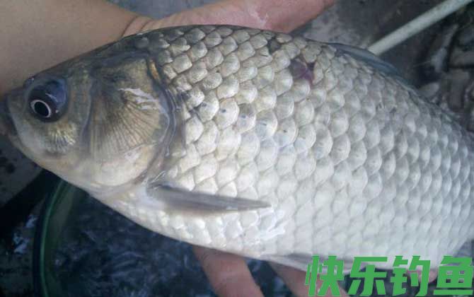 春季野钓鲫鱼技巧及注意事项(图1)