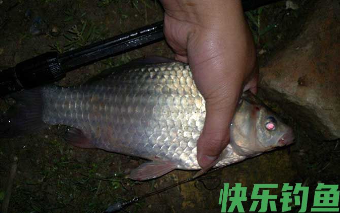 春季野钓鲫鱼技巧及注意事项(图6)