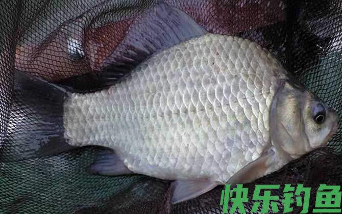 春季野钓鲫鱼技巧及注意事项(图4)