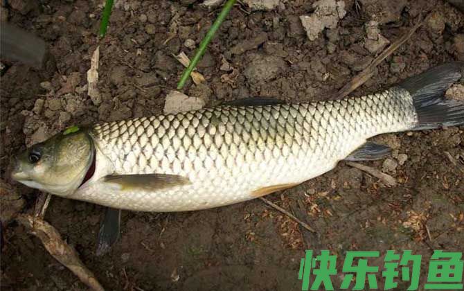 草鱼可以夜钓吗？(图1)