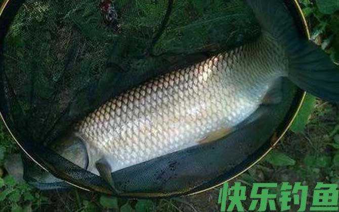 草鱼可以夜钓吗？(图2)