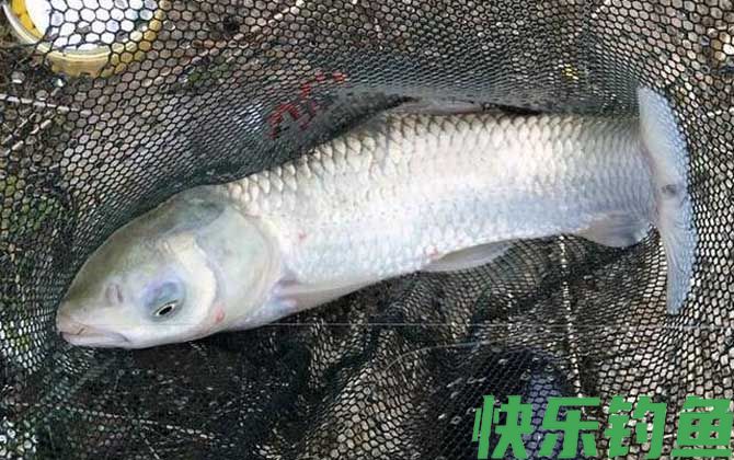 草鱼可以夜钓吗？(图4)