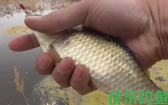 早春钓鱼打窝要多长时间可钓？(图4)