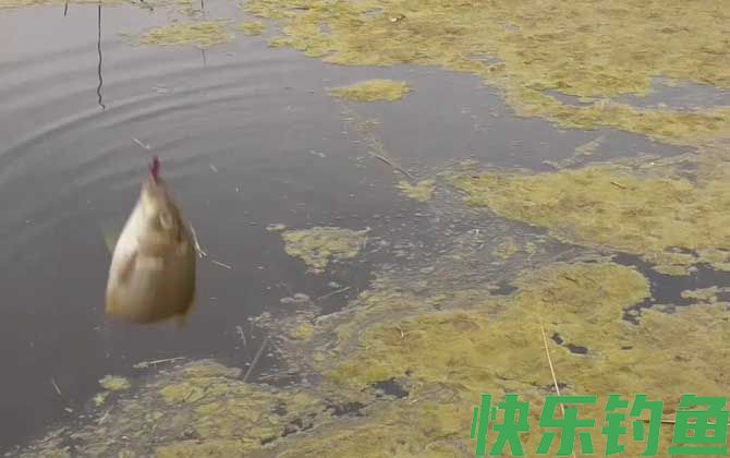 早春钓鱼打窝要多长时间可钓？(图2)