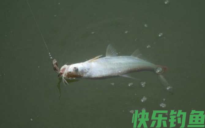 钓翘嘴鱼最佳时间是什么时候？(图2)
