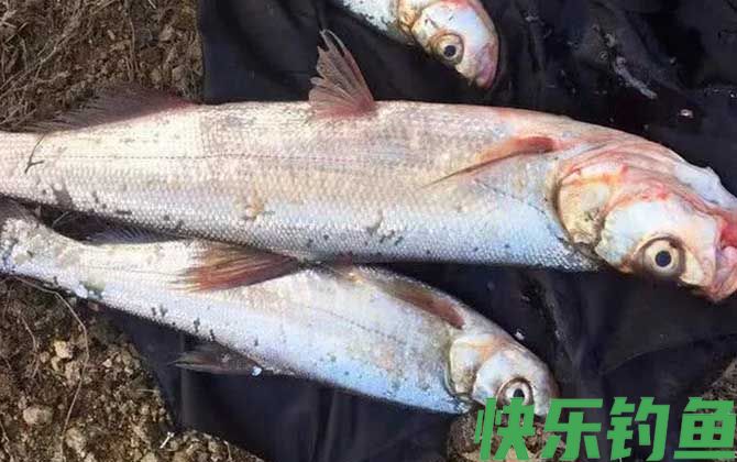 钓翘嘴鱼最佳时间是什么时候？(图4)