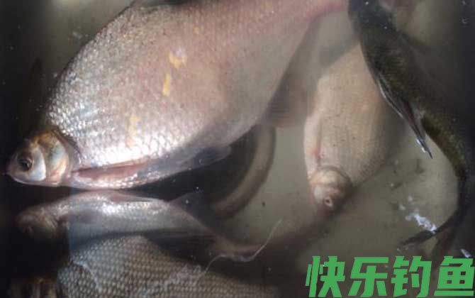 春季钓鳊鱼什么时候最好钓？(图2)