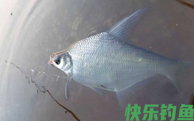 春季钓鳊鱼什么时候最好钓？(图1)
