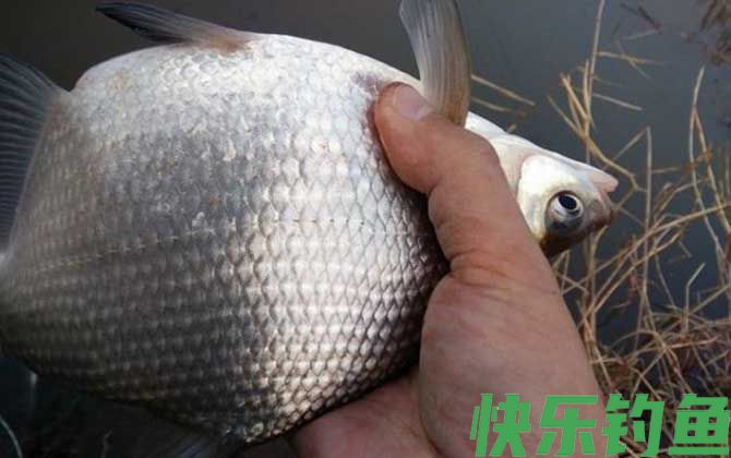 春季钓鳊鱼什么时候最好钓？(图4)