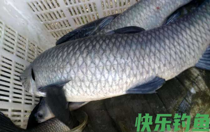 用蓝莓钓青鱼最佳调漂是几目？(图2)