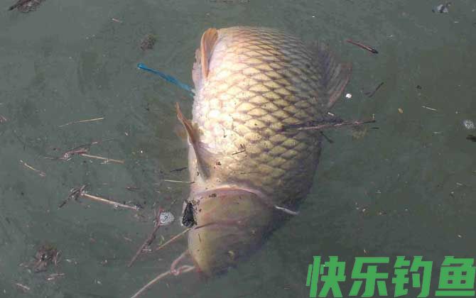 四月份阴天好钓鱼吗？(图3)