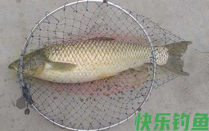 河流钓草鱼的最佳办法(图3)