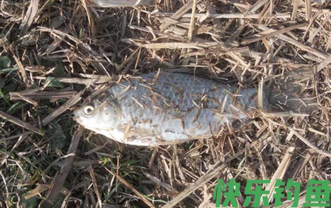 野钓鲫鱼技巧及注意事项(图4)