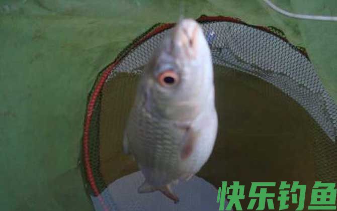 钓土鲮鱼绝招及注意事项(图5)