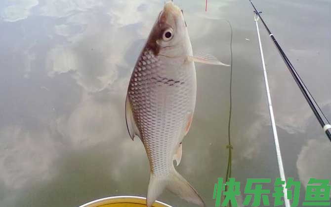 钓土鲮鱼绝招及注意事项(图4)