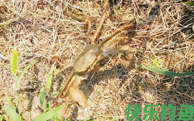 钓螃蟹的最快方法(图4)