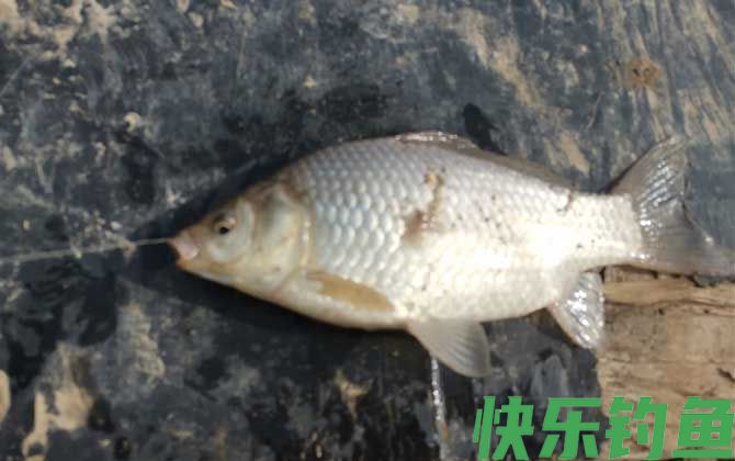 钓鲫鱼钓几目钓几目最好？(图4)