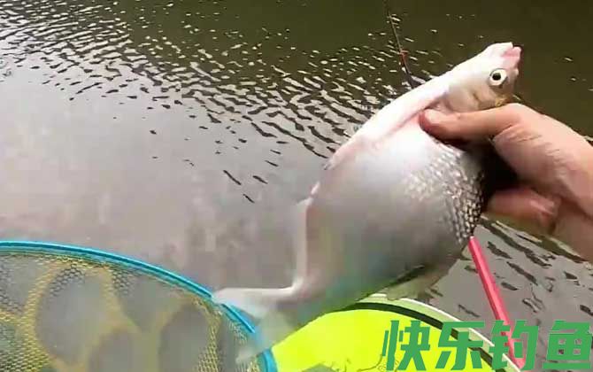钓草鱼鳊鱼怎么调漂？(图4)
