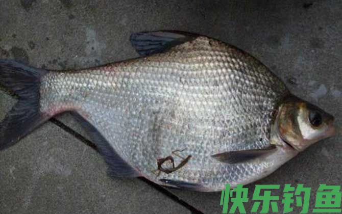 钓草鱼鳊鱼怎么调漂？(图3)