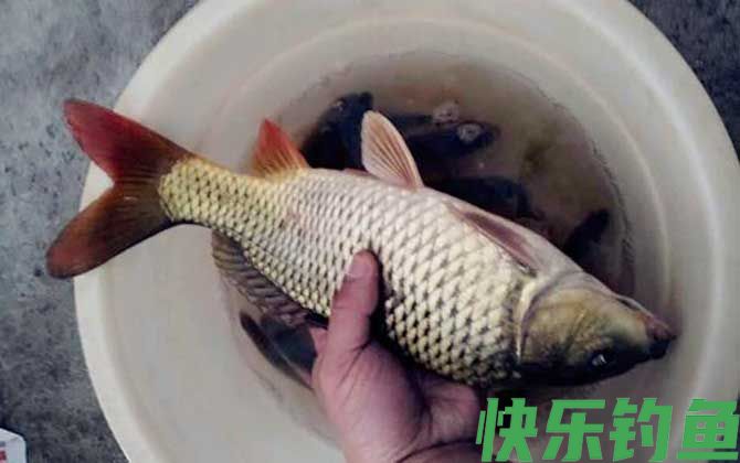 用玉米钓鲤鱼怎么调漂最好？(图3)