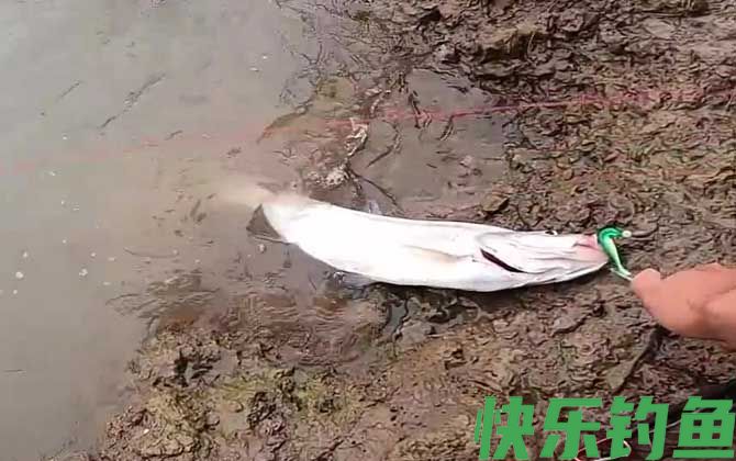 路亚翘嘴一般钓多深合适?(图1) 路亚翘嘴一般钓多深合适?(图1)