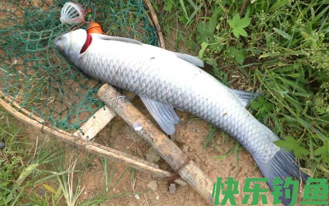野河钓青鱼怎么钓上鱼快？(图2)