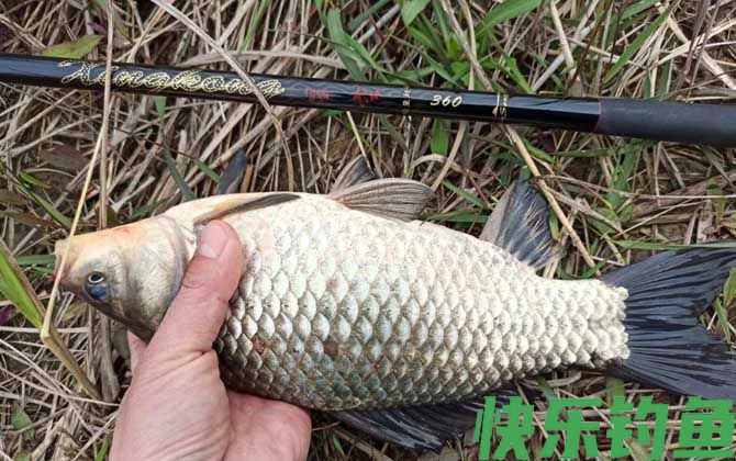 野钓鲫鱼的技巧和方法(图7) 野钓鲫鱼的技巧和方法(图7)